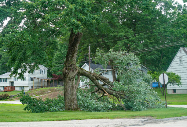 Trusted Grizzly Flats, CA Tree Care  Experts